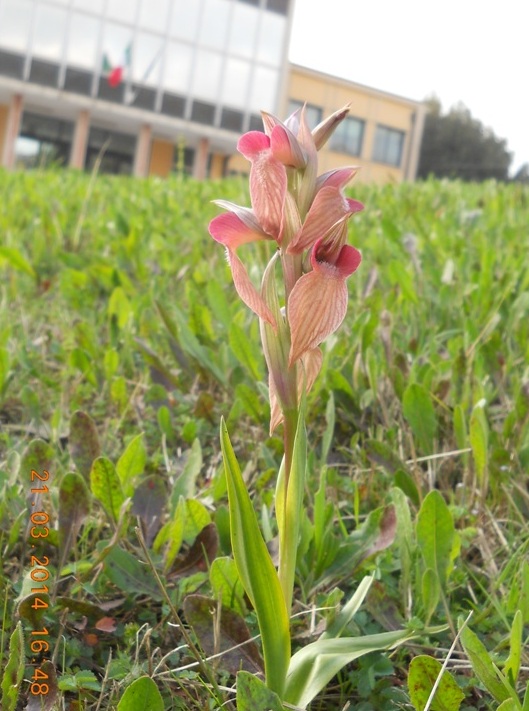 orchidee in ... municipio